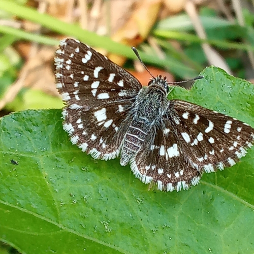 Asian Grizzled Skipper