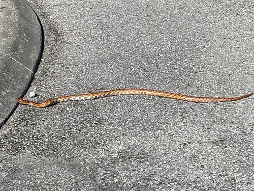Red Cornsnake observed by chinquapin