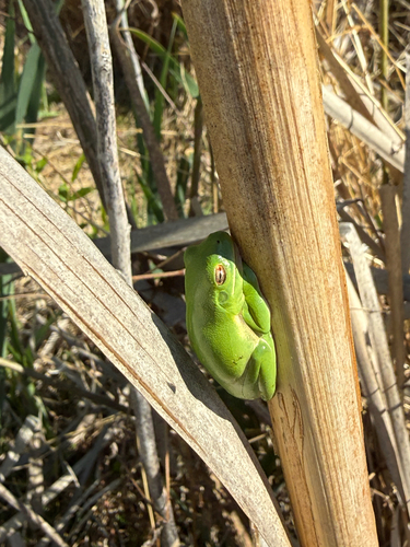 Green Treefrog observed by capitalnaturalist