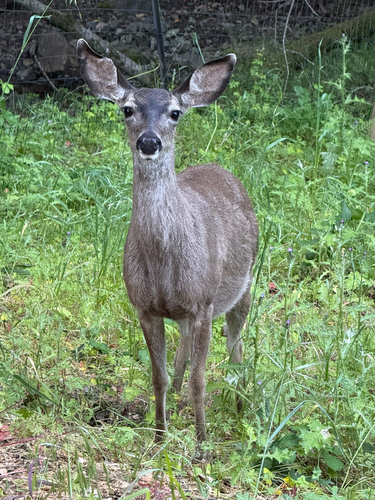 Mule Deer observed by michael_skaff