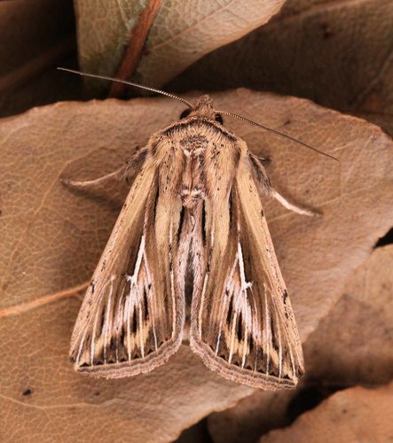 L-album Wainscot