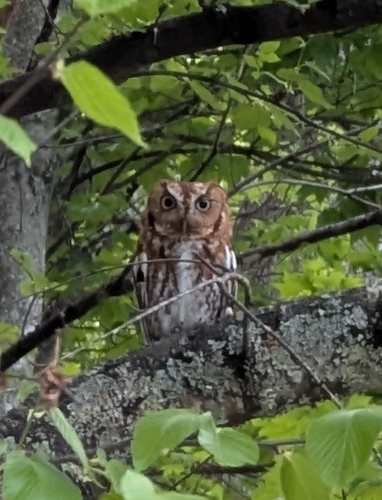 Eastern Screech-Owl observed by tdichiara