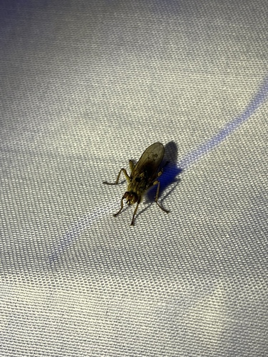 iNaturalist observation photo of Scathophaga