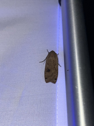 iNaturalist observation photo of Large Yellow Underwing
