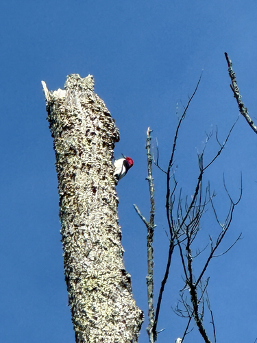 Red-headed Woodpecker observed by capitalnaturalist