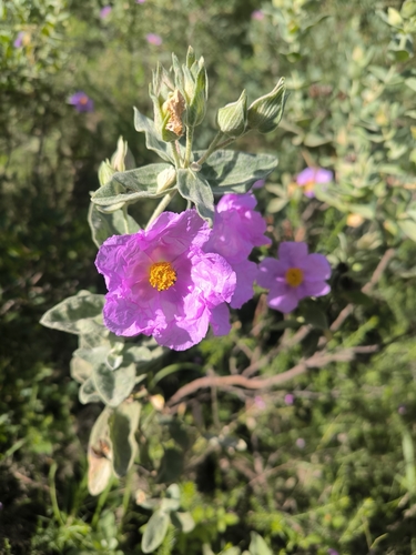 Avistamiento Cistus albidus
