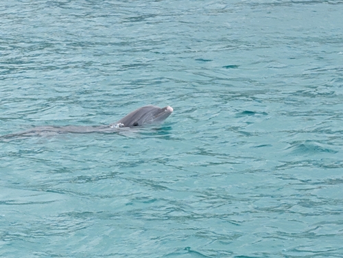 Common Bottlenose Dolphin observed by benmn