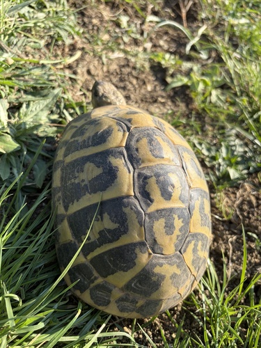 Testudo hermanni