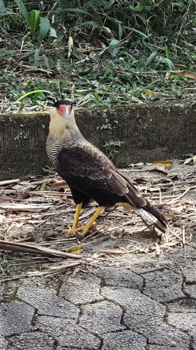 Carcará observed by felipeofragoso