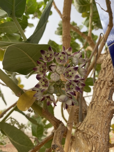 giant milkweed