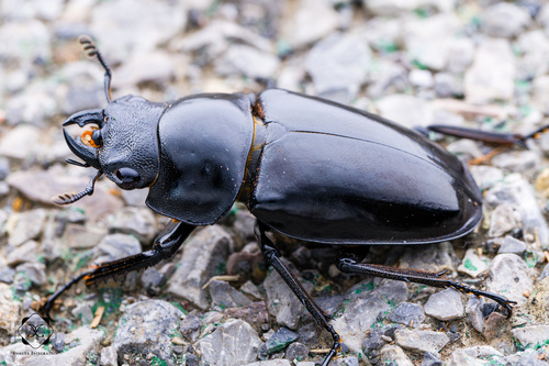 Prosopocoilus confucius