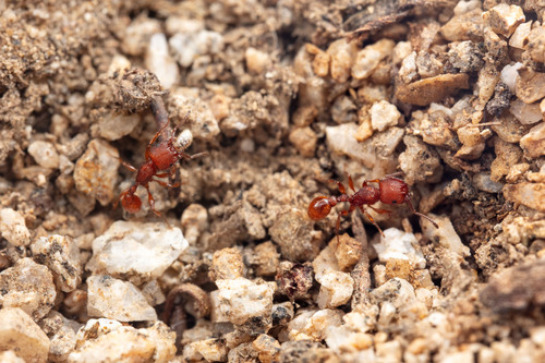 Pogonomyrmex imberbiculus