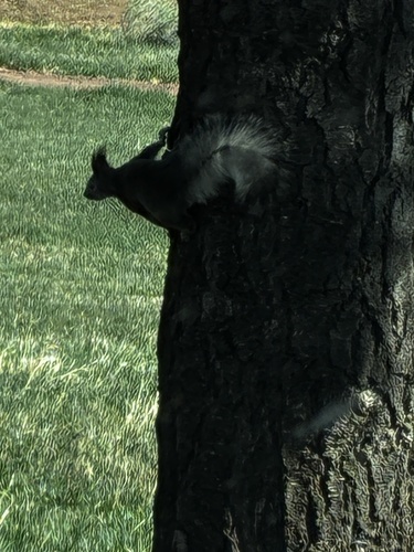 Abert's Squirrel observed by willjaremkowright