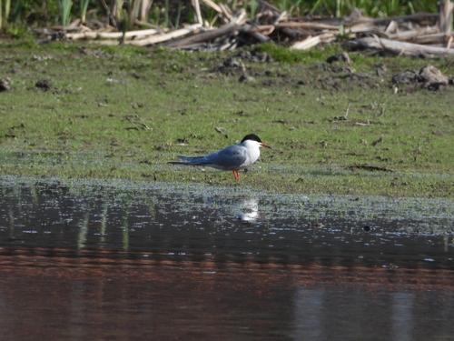 Common Tern observed by jing40008