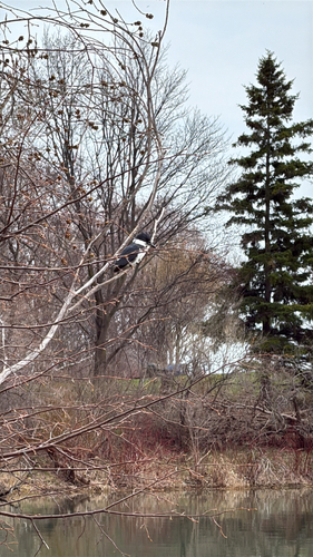 Belted Kingfisher observed by tony66691