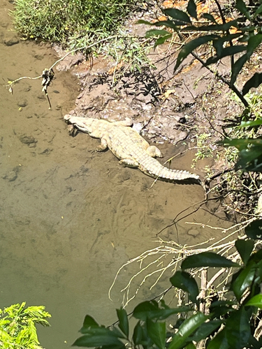 American Crocodile observed by richard_olmstead