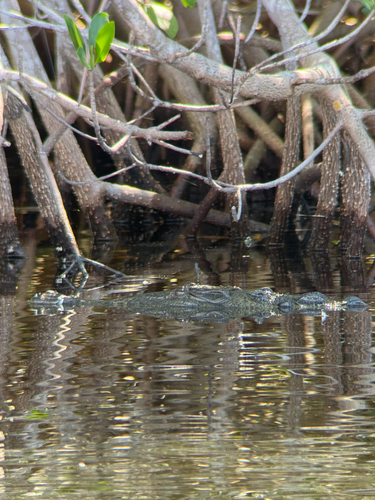 American Crocodile observed by glutenfreejesus