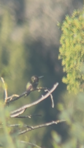 Anna's Hummingbird observed by anastasia_zuromski