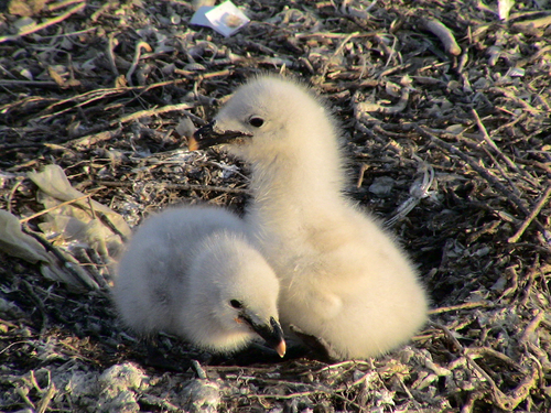 Pallas's Gull