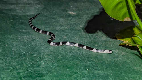 Ceylon Krait