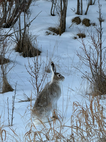 White-tailed Jackrabbit observed by christinesongca