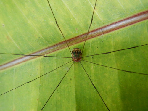 Leiobunum viridorsum
