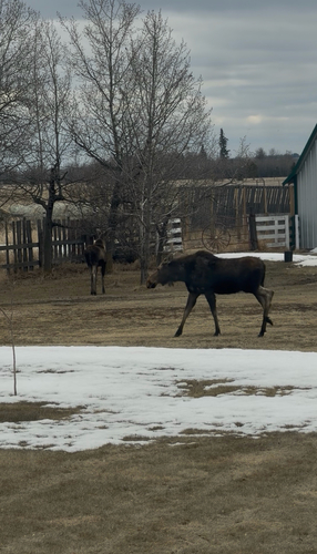 Moose observed by mark_lyseng