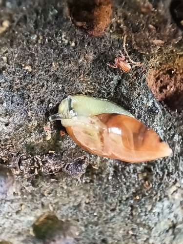 Ferussacia folliculum