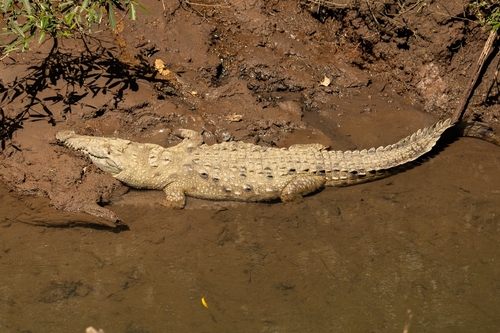 Spitzkrokodil observed by maximiliansigl12
