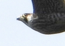 Siberian Tundra Peregrine Falcon observed by andrea_sorrentino