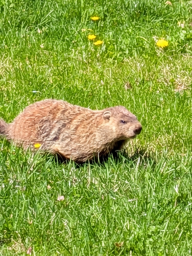 Groundhog observed by jennifer1718