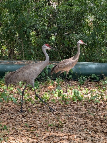 Sandhill Crane observed by hayleykilroy
