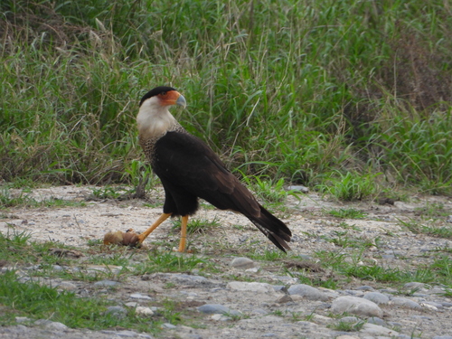 Caracara quebrantahuesos observed by conycondor