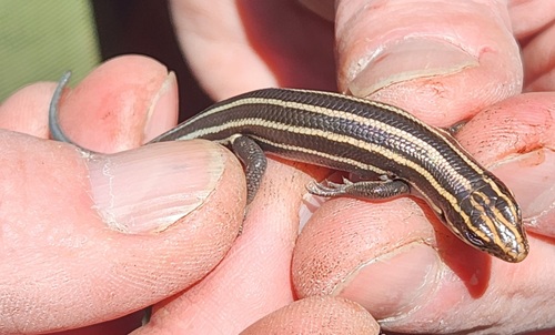 Broad-headed Skink observed by i_fox