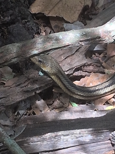 Eastern Ratsnake observed by blake53448