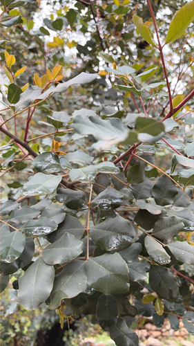 carob tree