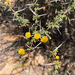 Acacia ehrenbergiana