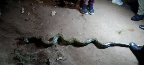 Southern African Python