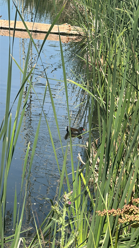 Common Gallinule observed by kitty_lam