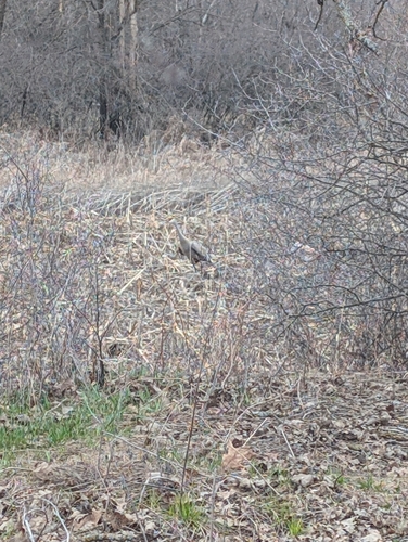 Sandhill Crane observed by charlie87013