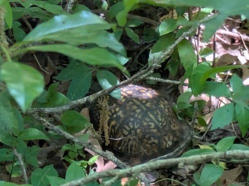 Common Box Turtle observed by prestonearley