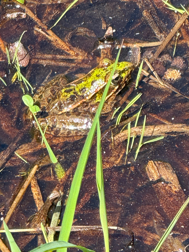 Southern Leopard Frog observed by capitalnaturalist