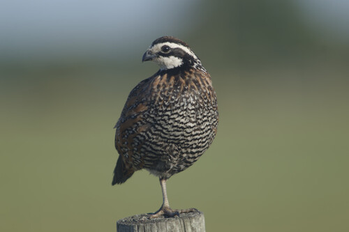 Northern Bobwhite observed by cormier_nature