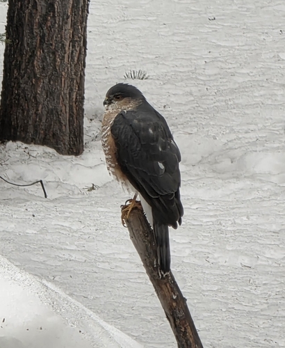 Sharp-shinned Hawk observed by caroline_sparks1