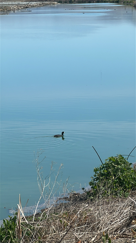 American Coot observed by kitty_lam