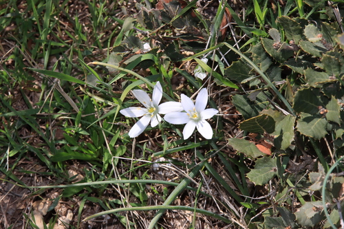 Ornithogalum baeticum