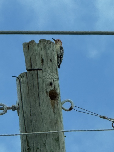 Red-bellied Woodpecker observed by sandidachiardi