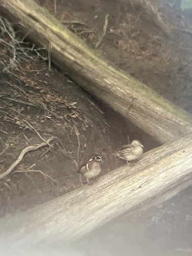 Wood Duck observed by a_lawson_27