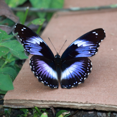 Blue Diadem Butterfly
