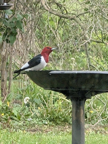 Red-headed Woodpecker observed by kim8734